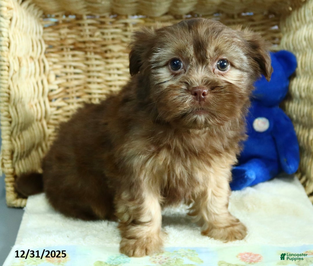 Shorkie dogs for sale: Lulu - Ad 4