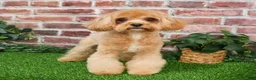 Cavapoo dogs for sale: Latte - Ad 9