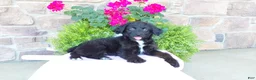 Aussiedoodle dogs for sale: Aussiedoodle 4 - Ad 11