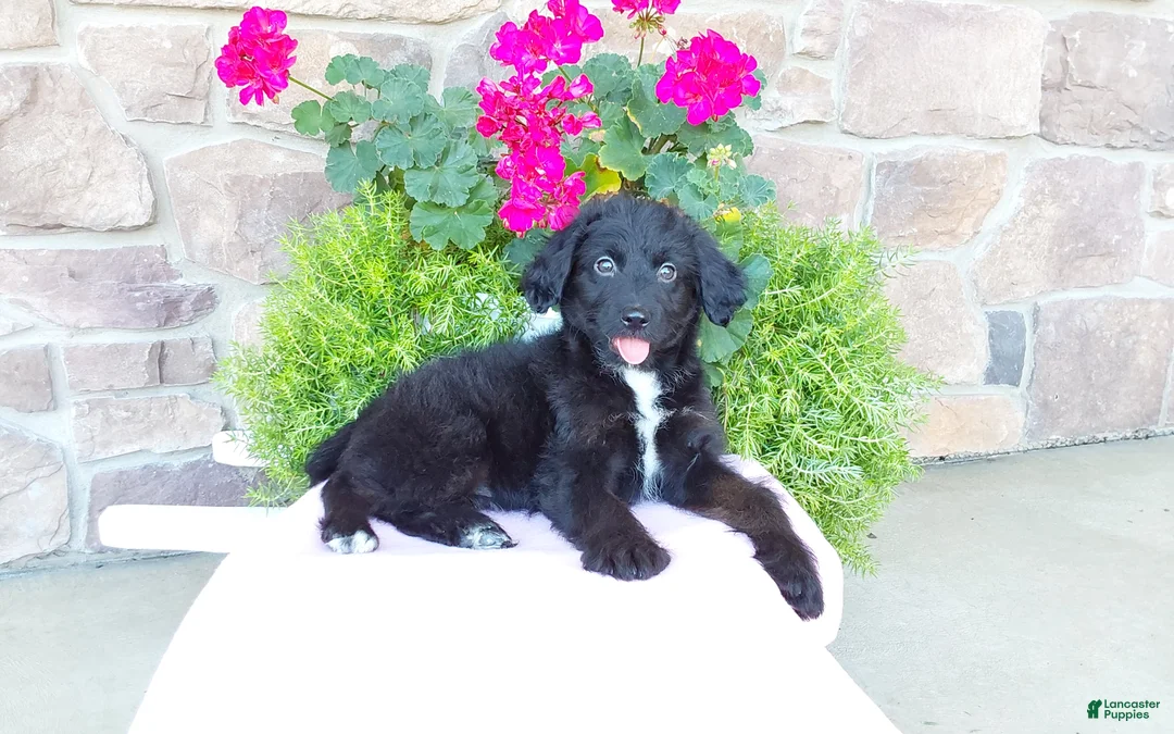 Aussiedoodle dogs for sale: Aussiedoodle 4 - Ad 11
