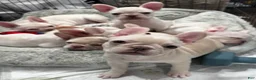 French Bulldog dogs for sale: French Bulldog Puppy 4 - Ad 2
