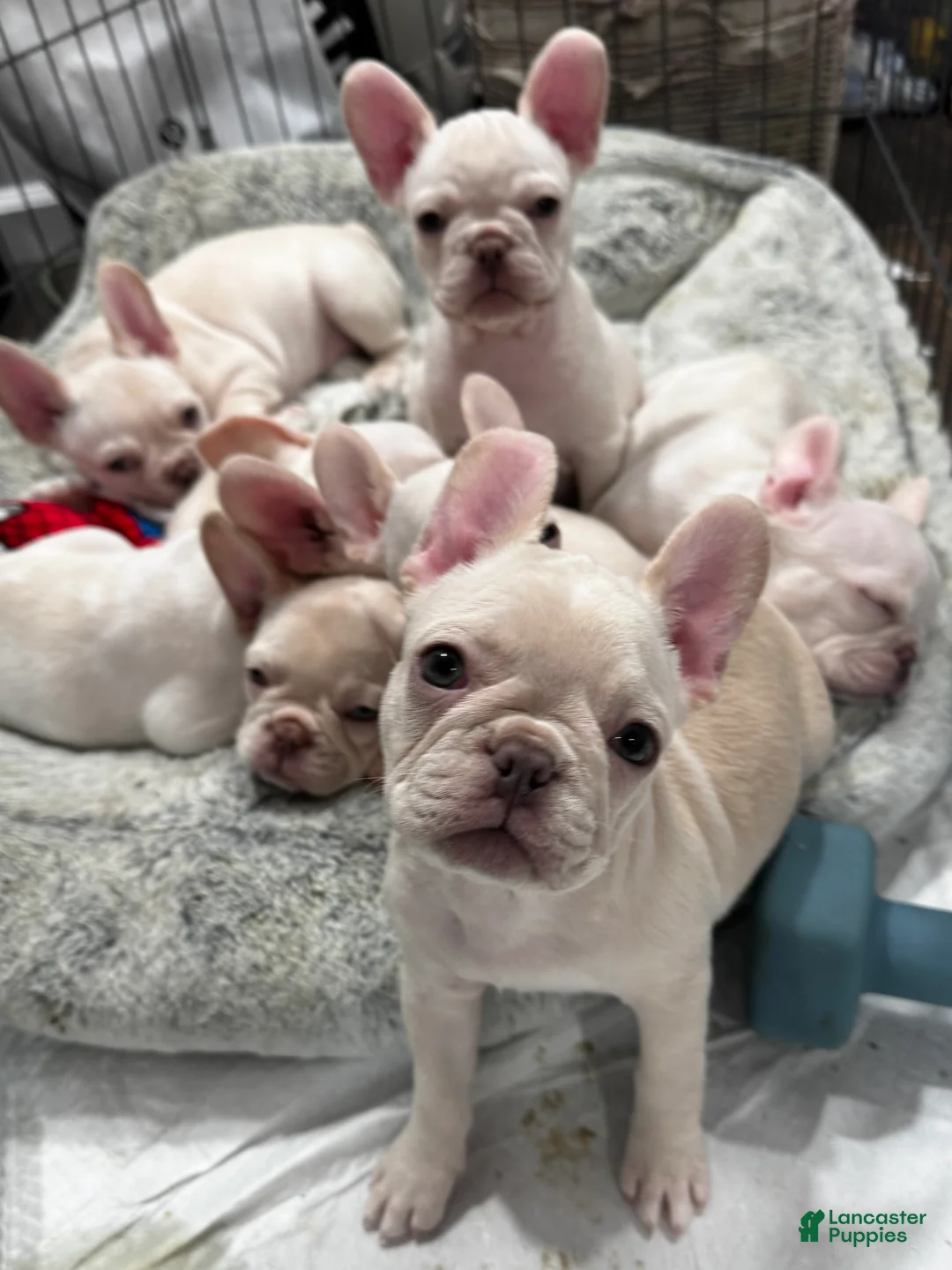 French Bulldog dogs for sale: French Bulldog Puppy 4 - Ad 2