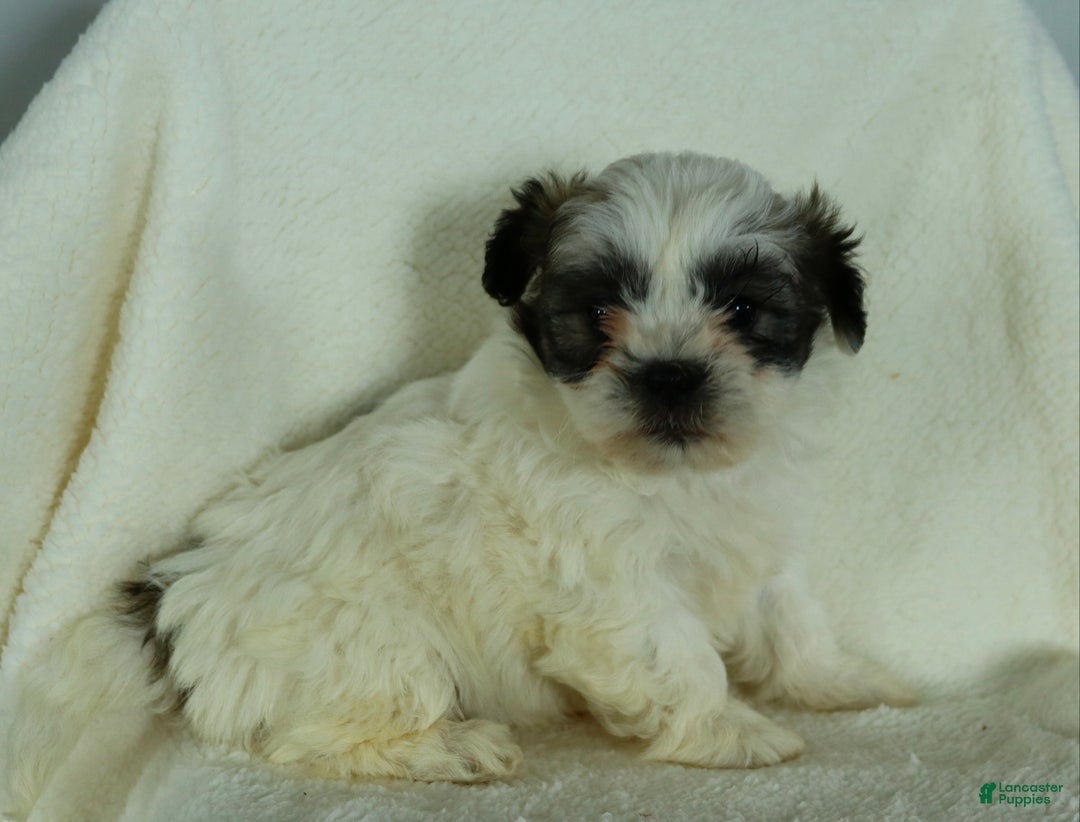 Teddy Bear dogs for sale: Roxy - Ad 2