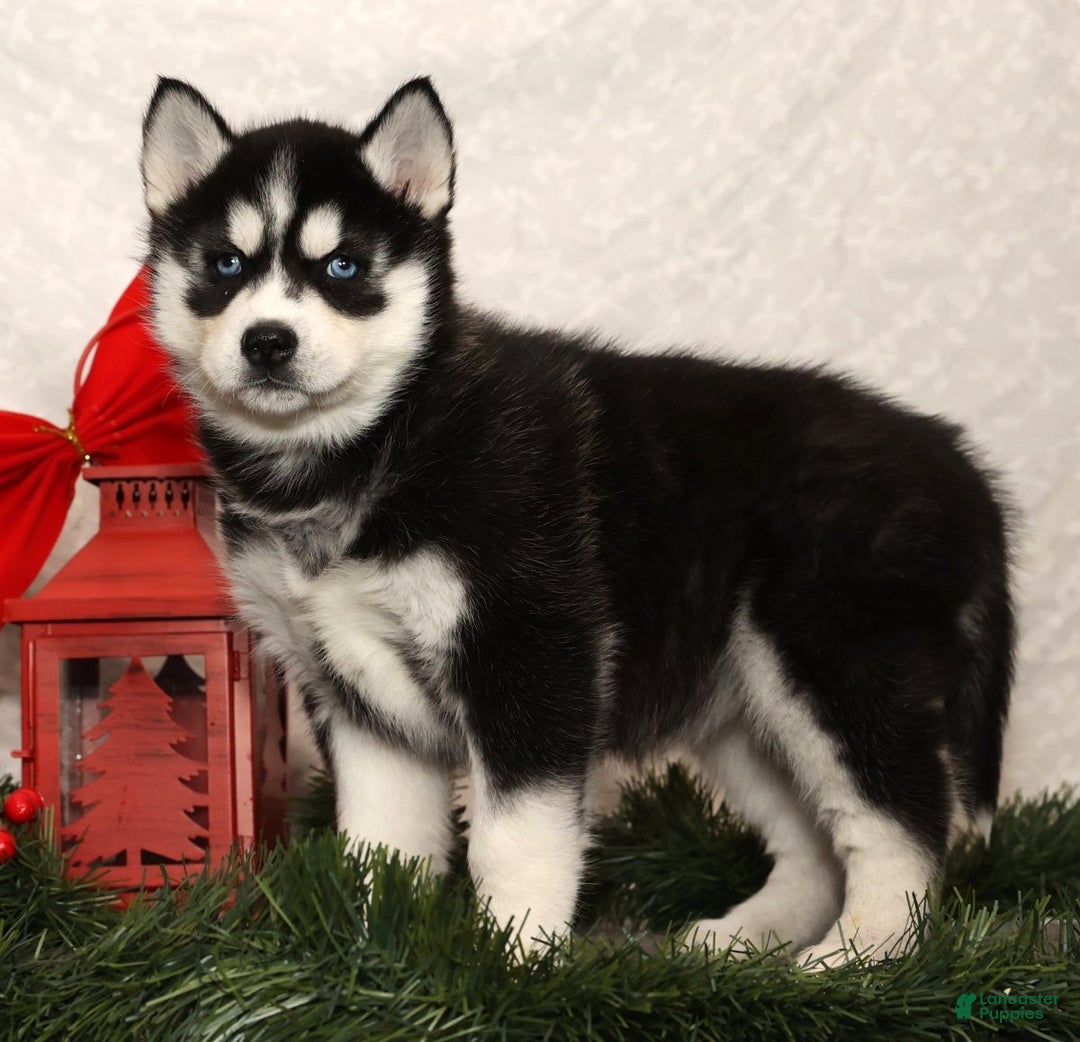 Siberian Husky dogs for sale: Megan - Ad 4