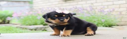 Rottweiler dogs for sale: Dollie - Ad 6