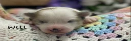 Pomsky dogs for sale: Will - Ad 3