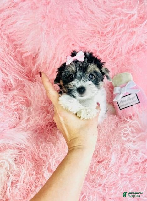 Yorkshire Terrier dogs Yorkshire Terrier Puppy 1 - Ad 1