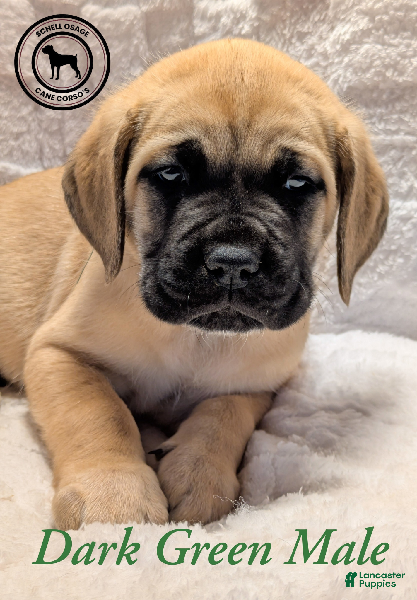 Cane Corso dogs Green - Ad 3