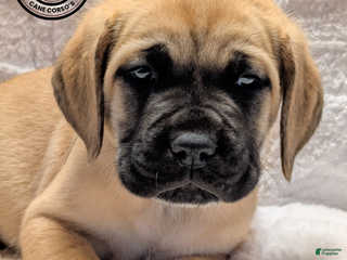 Cane Corso dogs Green - Ad 2