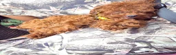 Toy Poodle dogs for sale: MeiMei 3lb full grown  - Ad 10