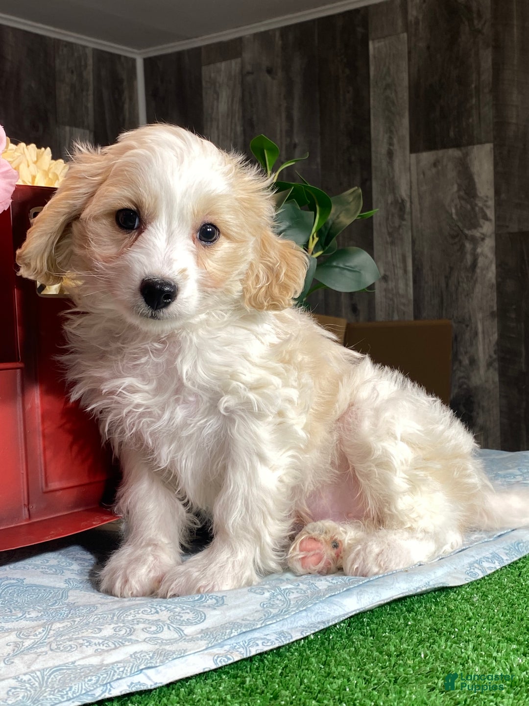 Cavapoochon dogs for sale:  Victor - Ad 7