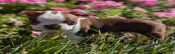 Boston Terrier dogs for sale: Cranberry - Ad 4
