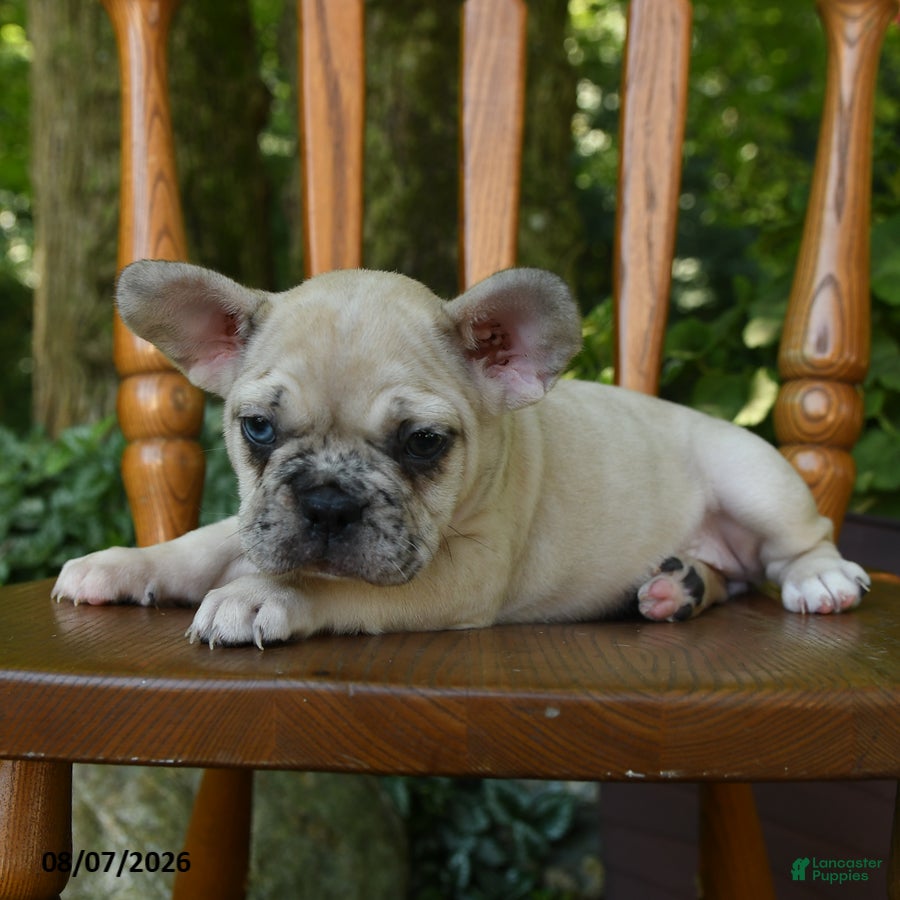 French Bulldog dogs for sale: Moana - Ad 1
