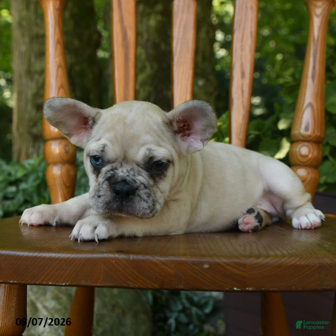 French Bulldog dogs for sale: Moana - Ad 1