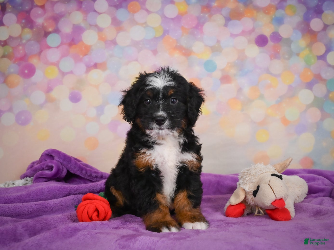 Mini Bernedoodle dogs Samantha - Ad 1