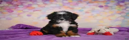 Mini Bernedoodle dogs for sale: Samantha - Ad 1