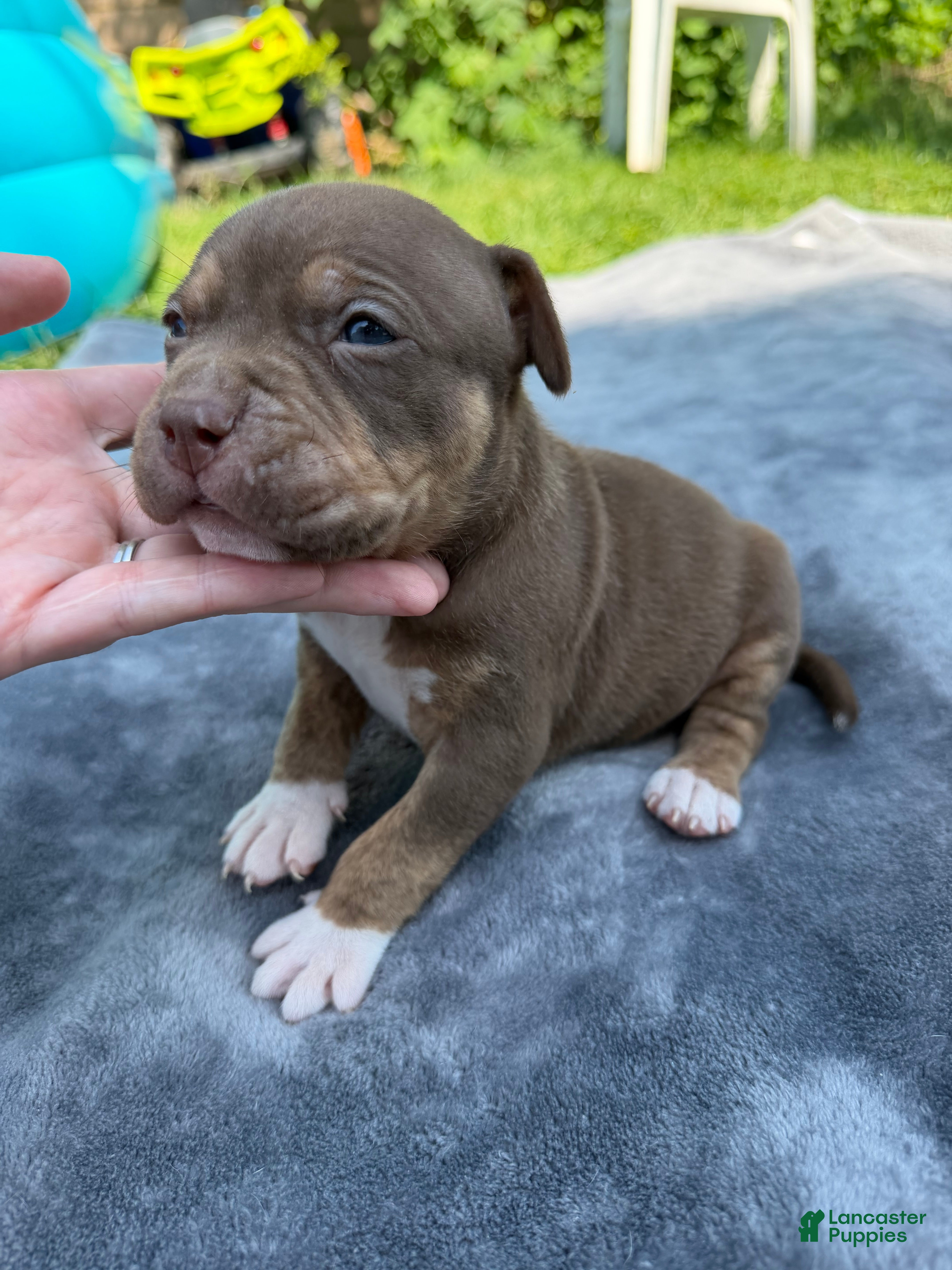 American Bully dogs Toby - Ad 2