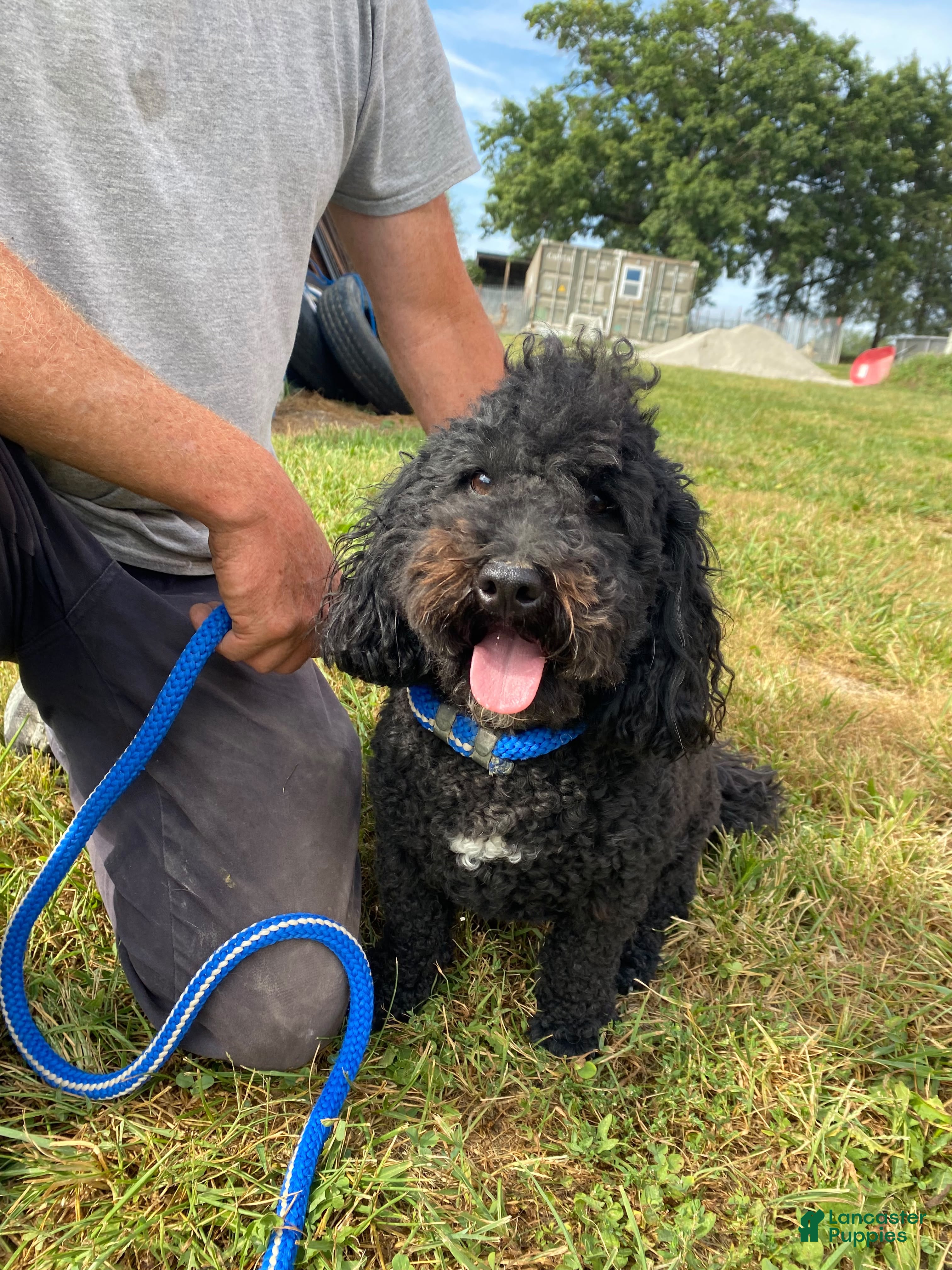Bernedoodle dogs Maverick  - Ad 16