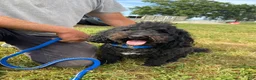 Bernedoodle dogs for sale: Maverick  - Ad 1