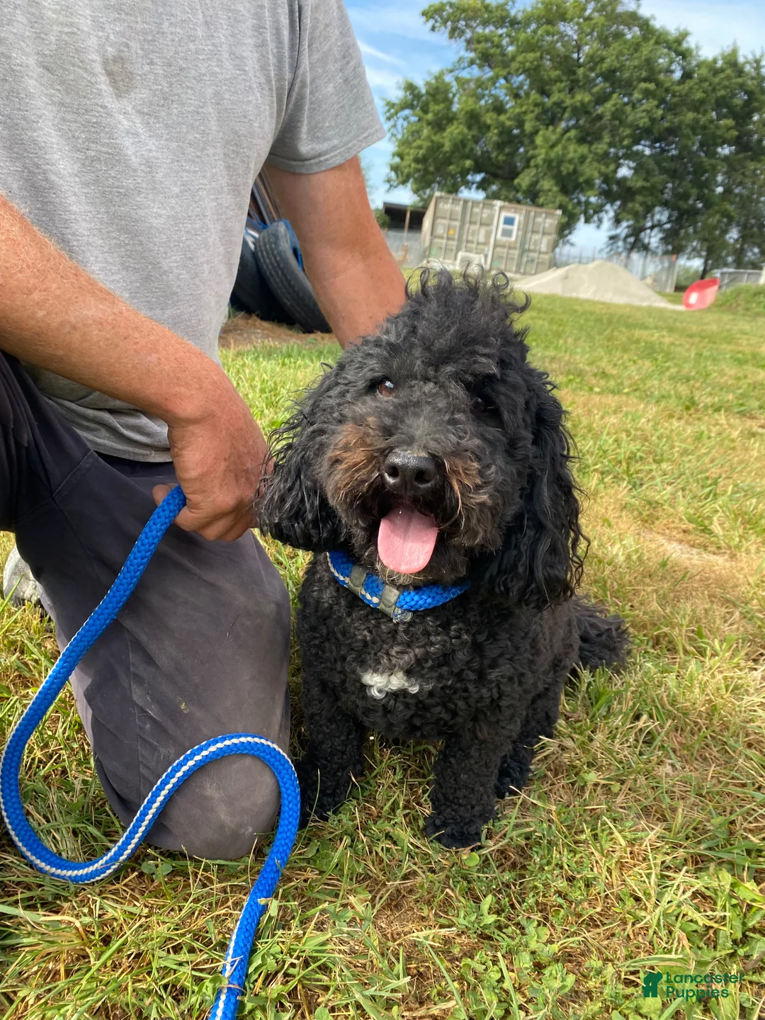 Bernedoodle dogs for sale: Maverick  - Ad 1
