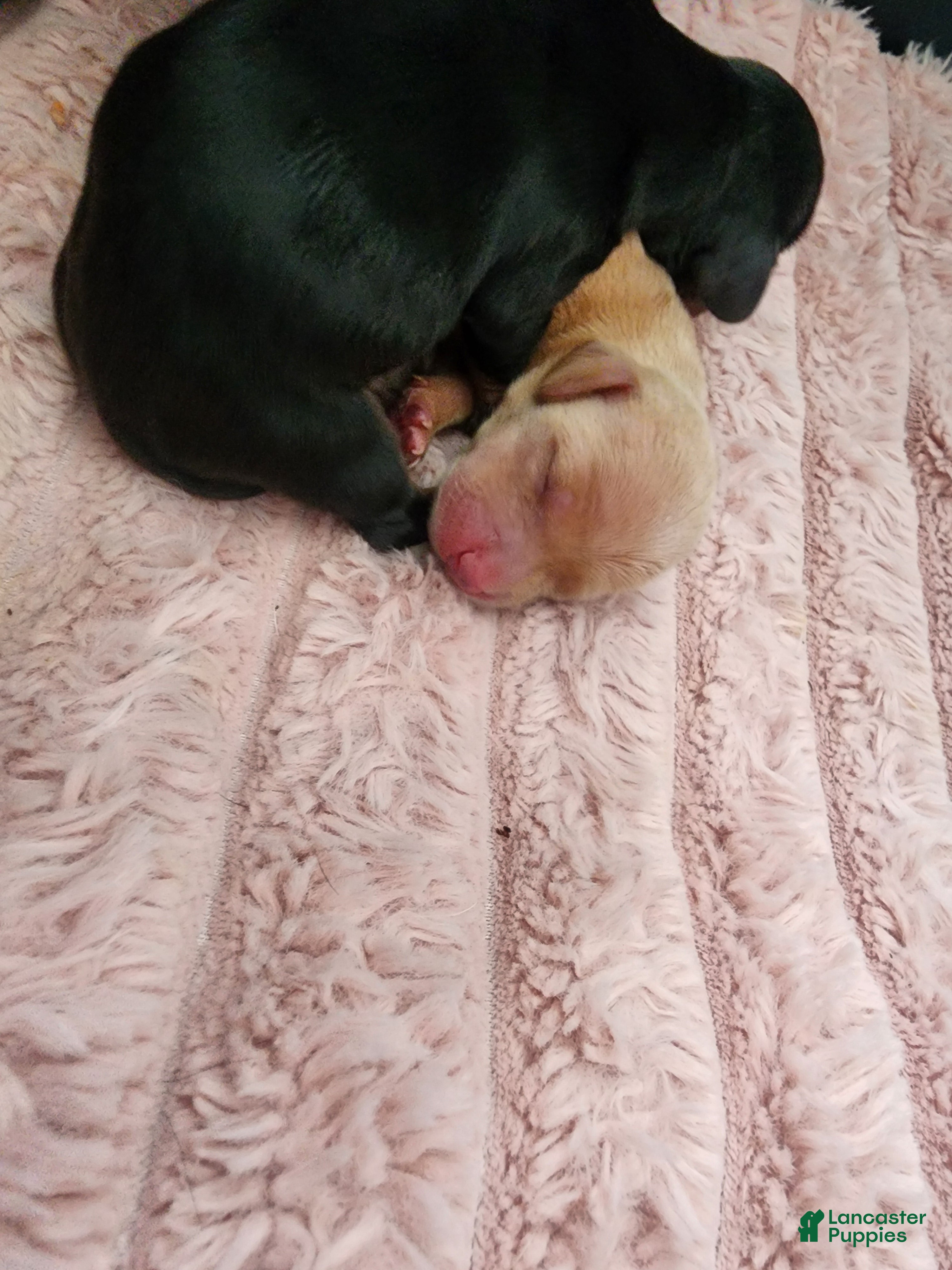 Dachshund dogs Dachshund Puppy 2 - Ad 33