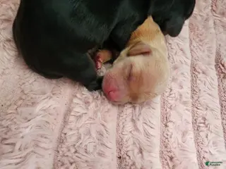 Dachshund dogs Dachshund Puppy 2 - Ad 33