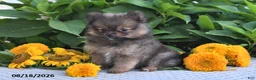Pomeranian dogs for sale: Misty - Ad 2