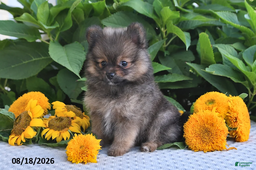 Pomeranian dogs for sale: Misty - Ad 2
