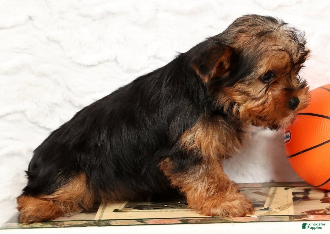 Yorkshire Terrier dogs for sale: Apollo - Ad 8