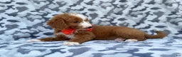 Mini Goldendoodle dogs for sale: Lawton - Ad 3