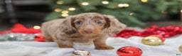 Miniature Dachshund dogs for sale: Buddy - Ad 13