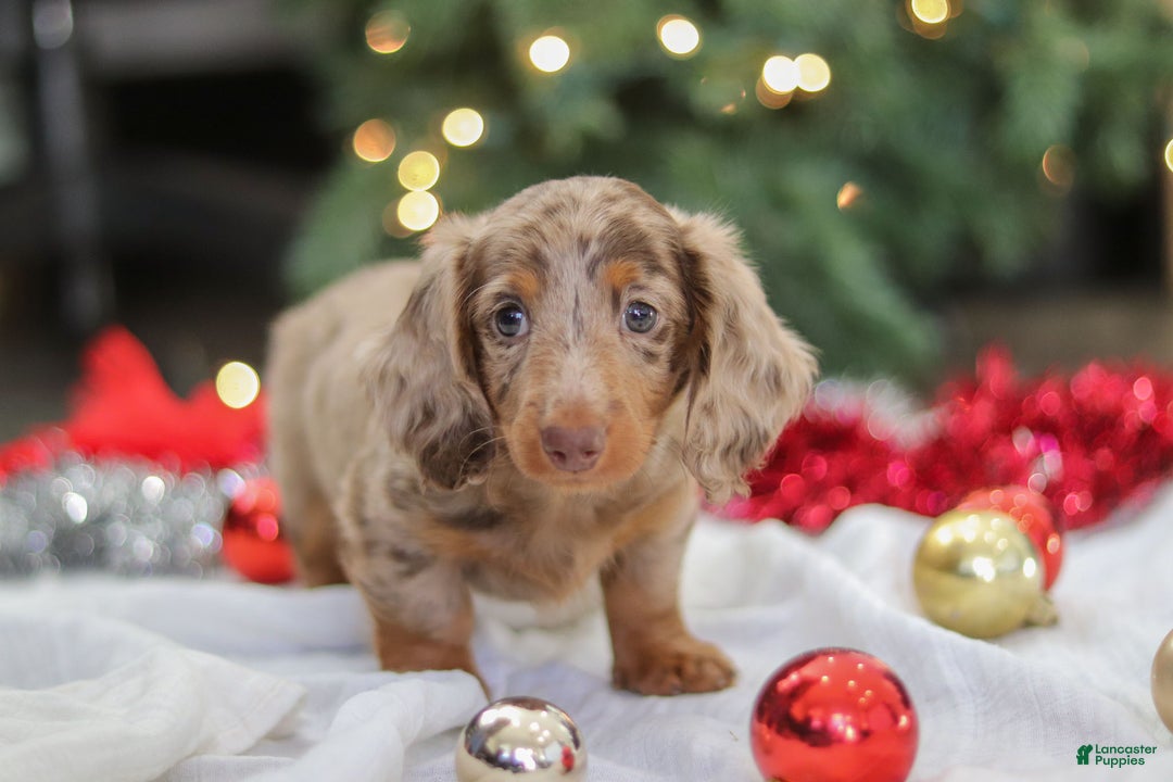 Miniature Dachshund dogs for sale: Buddy - Ad 13
