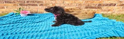 Maltipoo dogs for sale: Female 1  - Ad 3