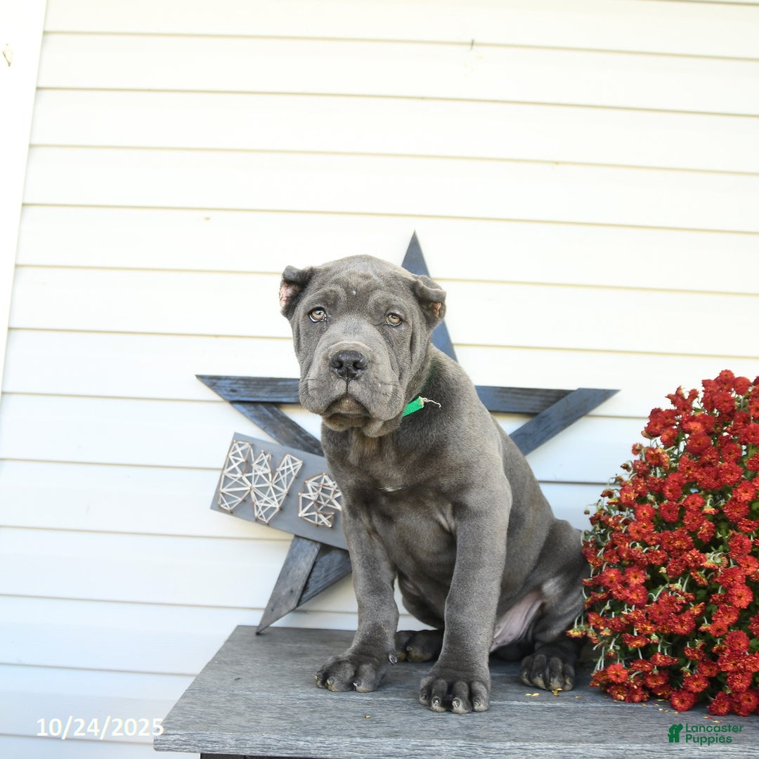 Cane Corso dogs for sale: Parker - Ad 9