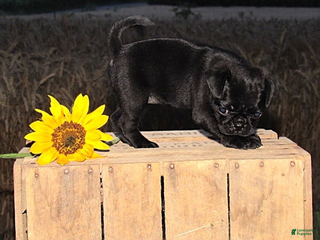 Pug Breed Black Pug Puppies For Adoption Small Pug Rescue