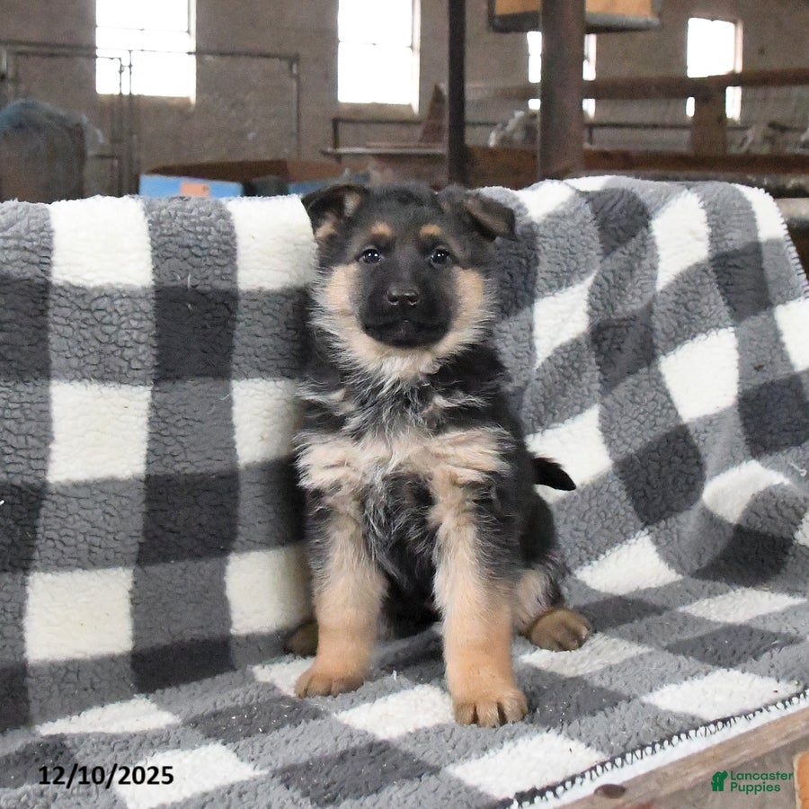 German Shepherd dogs Holly - Ad 19