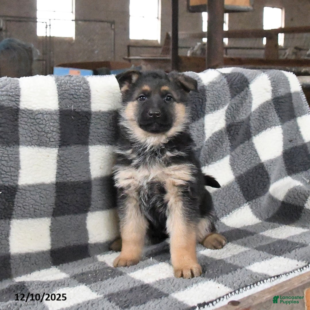 German Shepherd dogs for sale: Holly - Ad 1