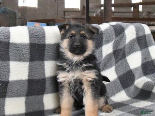 German Shepherd dogs for sale: Holly - Ad 1