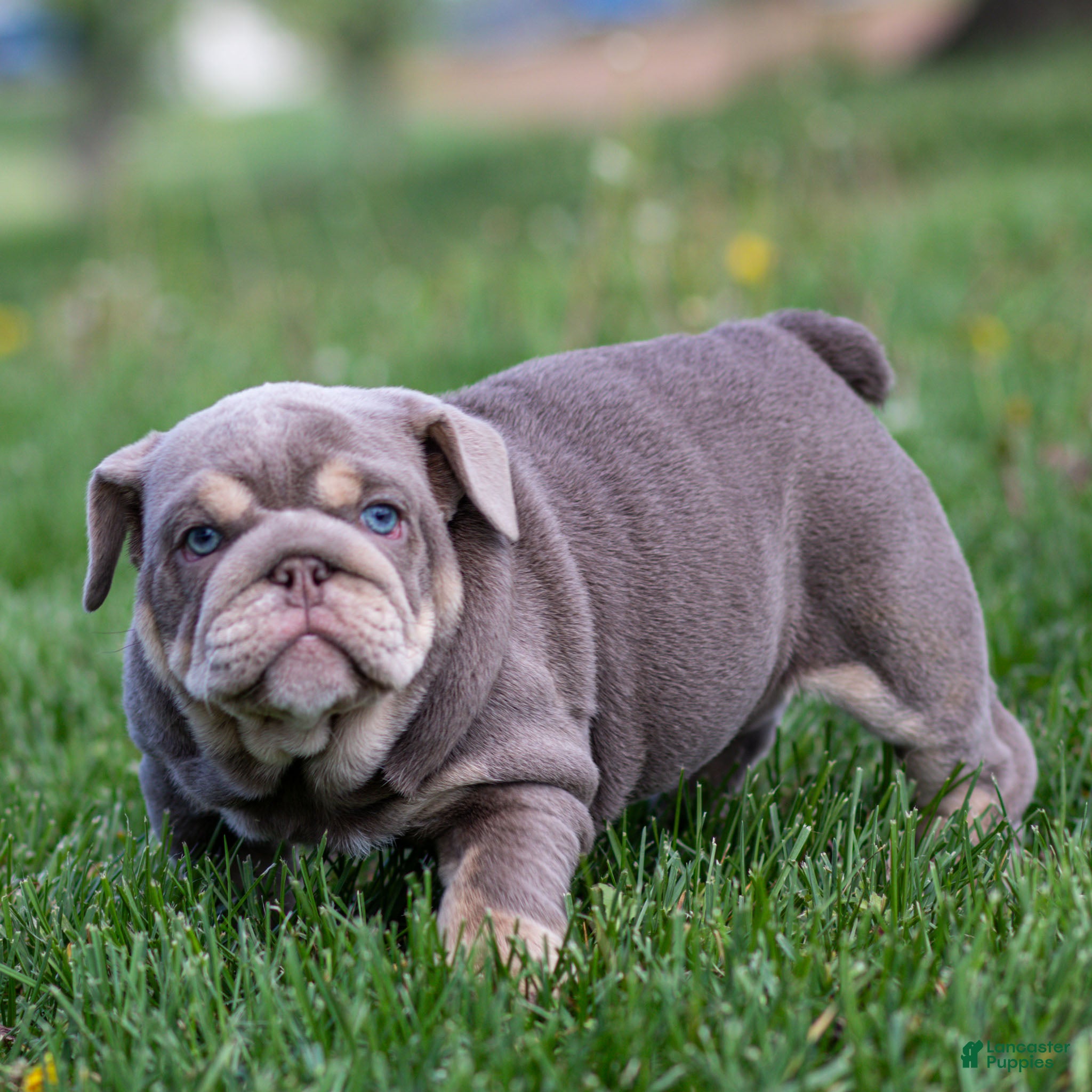 English Bulldog dogs Indigo Pearl English Bulldog Puppy  - Ad 1