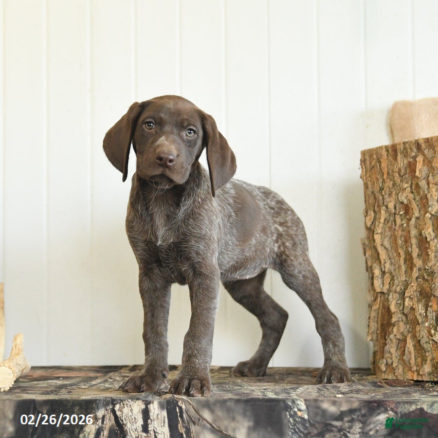 German Shorthaired Pointer dogs Daffodil - Ad 2