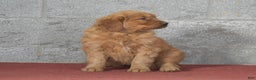 Golden Retriever dogs for sale: Daisy - Ad 2