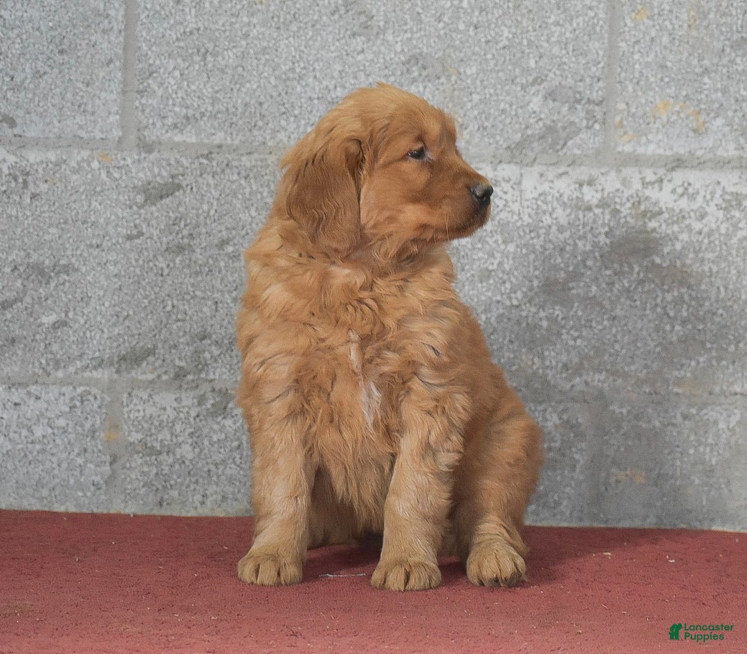 Golden Retriever dogs for sale: Daisy - Ad 2