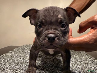 American Bully dogs - Ad 40