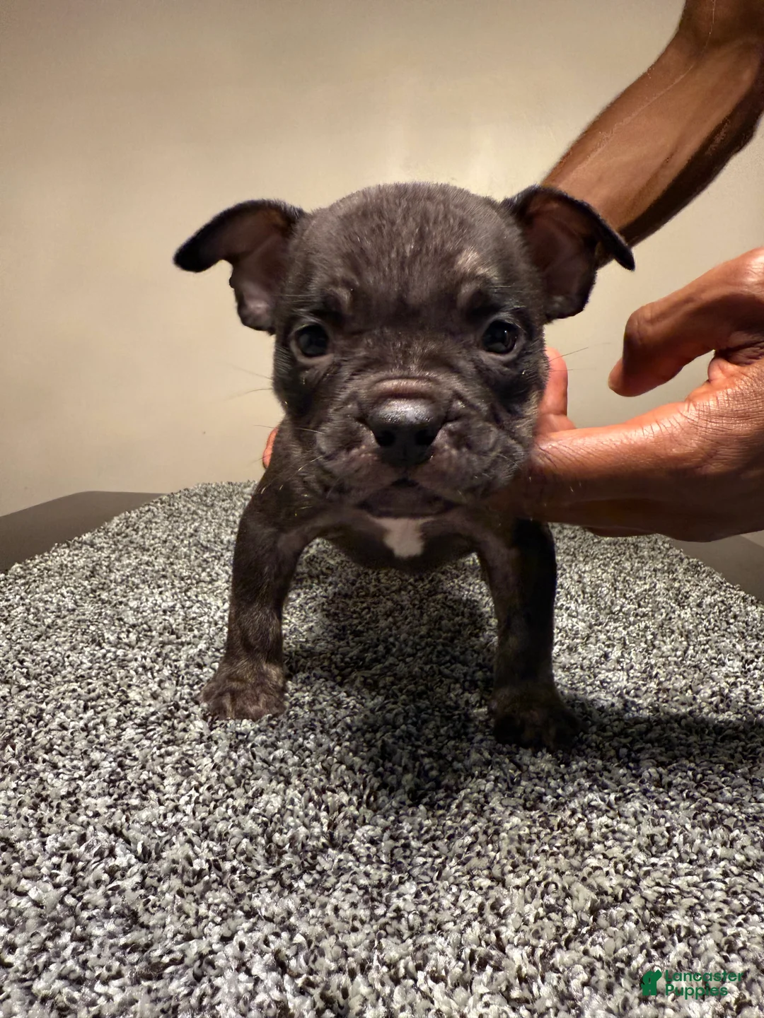 American Bully dogs for sale: American Bully Puppy 3 - Ad 10