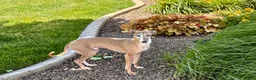 Italian Greyhound dogs for sale: Derek - Ad 6
