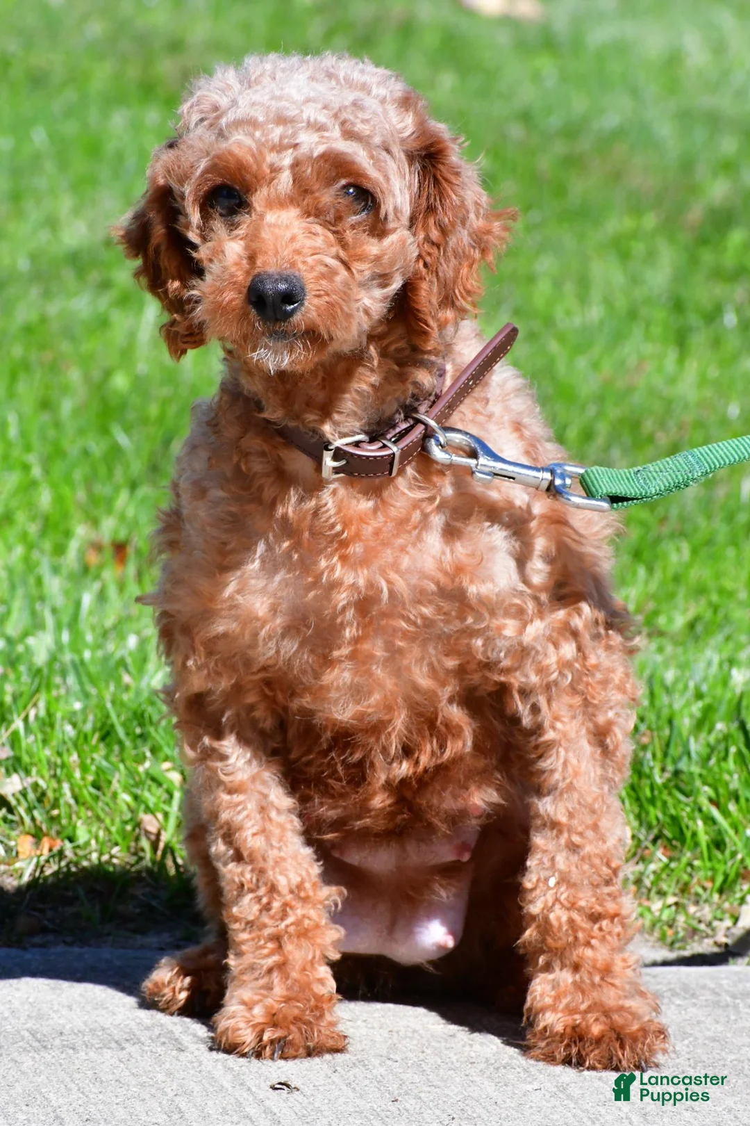 Miniature Poodle dogs for sale: Teddy - Ad 8