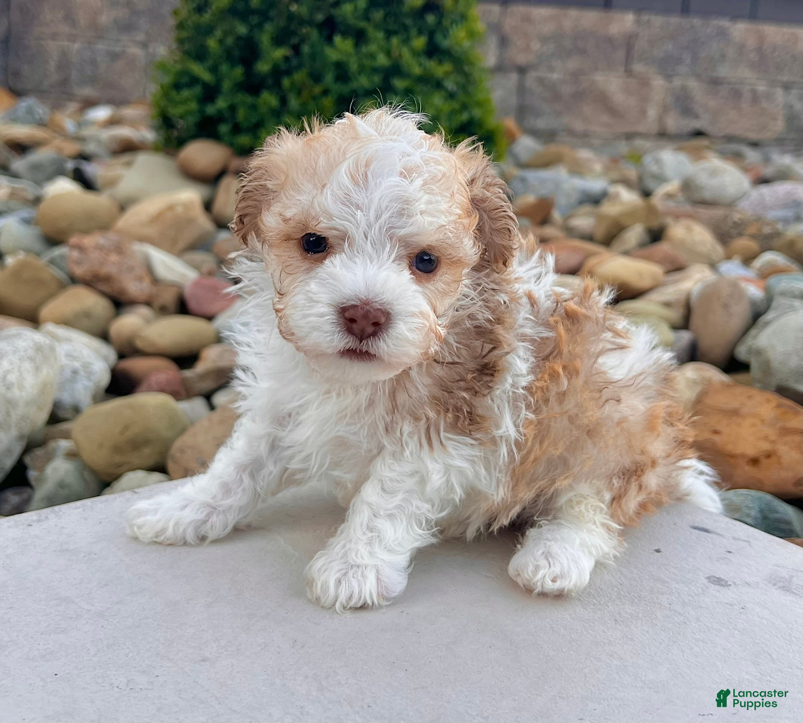 Havanese dogs Geno - Ad 2