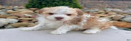Havanese dogs for sale: Geno - Ad 2