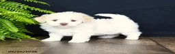 Mixed Breed dogs for sale: Winnie - Ad 2