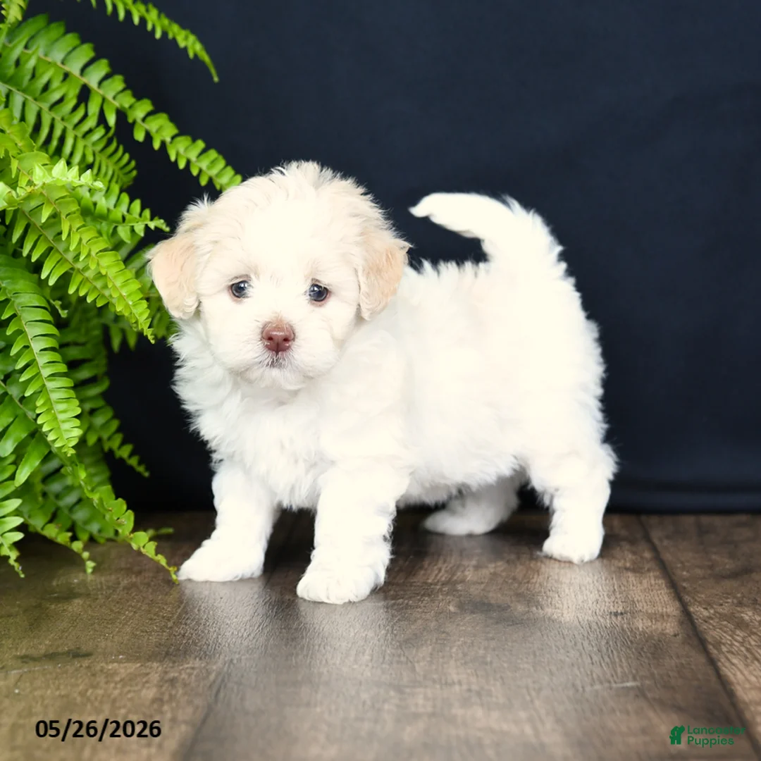 Mixed Breed dogs for sale: Winnie - Ad 2